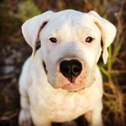 Dogo Argentino and Greyhound Puppies from Wayward Dogos and Hounds
