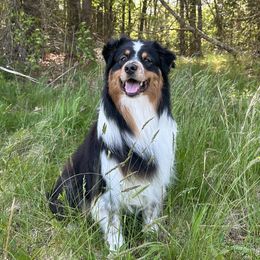 Wesley - Australian Shepherd
