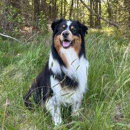 Wesley - Australian Shepherd