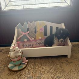 Dark Blue Collar - Black and tan female Pembroke Welsh Corgi puppy in Abingdon, Virginia from Em-K Kennels