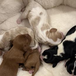 Cavalier King Charles Spaniels, Cavapoos, and Goldendoodles from 406springhilldoodles