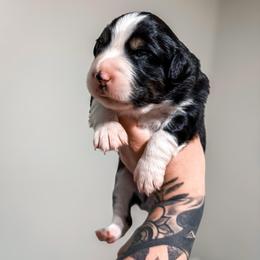 Wren - Black tri female Miniature Australian Shepherd puppy in Shingletown, California from Whiskeytown Aussies