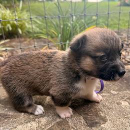 Girl 1 - Sable female Pembroke Welsh Corgi puppy in Maryville, Tennessee from R & T Farms