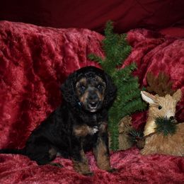 Rudolph - Blue Male - Phantom male Poodle puppy in Nelson, Missouri from MD Triple Creek Ranch