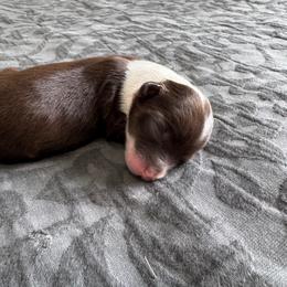 Sassafras - Brown and white female Aussiedoodle puppy in Rock Hill, South Carolina from LolliPop Farms