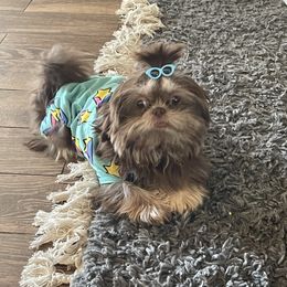 Autumn - Shih Tzu