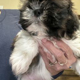 Daisy red - Chocolate female Shih Tzu puppy in Temple, Pennsylvania from Kathy Diego's Shih Tzus