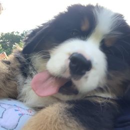 Bernese Mountain Dog Puppies from D’S Bernese Mountain Dogs