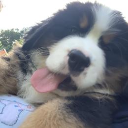 Bernese Mountain Dog Puppies from D’S Bernese Mountain Dogs