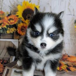 Gruyere (blue)- 2300 - Blue female Pomsky puppy in Spring Hill, Florida from www.PuppyTimeEmporium.com