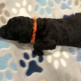 Goldendoodle and Poodle Puppies from Southern Stroll Poodles & Doodles