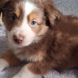 Declan - Red tri male Miniature Australian Shepherd puppy in Copperas Cove, Texas from Aussies Acre