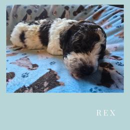 Boy 3 - Brown roan male Lagotto Romagnolo puppy in Salida, California from Harper's Lagotti