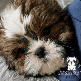 Butch - Tricolor male Shih Tzu puppy in Walkertown, North Carolina from Lil’ Bit’s Shih Tzu
