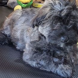 Havanese from Darrtfarms