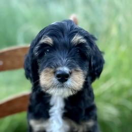 Bernedoodle and Bernese Mountain Dog Puppies from Mercy Mountain Doodles