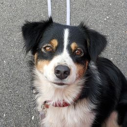 Kaylie - Miniature Australian Shepherd