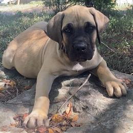 Condor - Royal Blue Collar Boy - Tawny male Boerboel puppy in Navasota, Texas from Silverthorne Boerboels