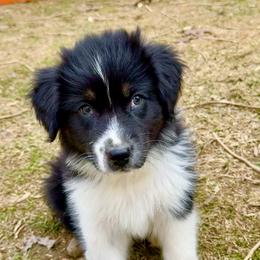 Emo - Black tri-color male Australian Shepherd puppy in Putnam County, New York from Highland Haven Australian Shepherds