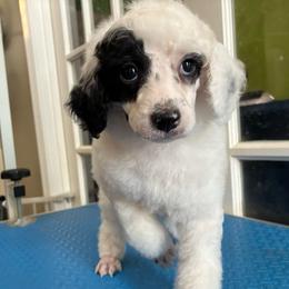 Bowser - Phantom male Poodle puppy in Huntsville, Alabama from Flint River Poodles