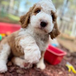 Theodore (Theo) - Red Abstract - Red male Bernedoodle puppy in Lookout, California from Remington Kennels, LLC