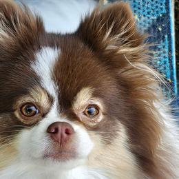 Huldah - Pomeranian