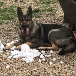 jade - German Shepherd