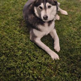 Pomsky puppies from Northern Cali Pomskies