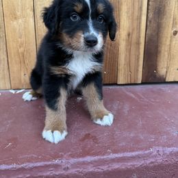 Boy 5 - Black tri-color Australian Shepherd puppy in Chino, California from RanchLand Aussies HC