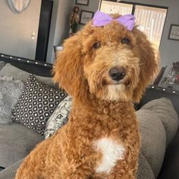 Goldendoodles from gucci_bentleys_goldendoodles