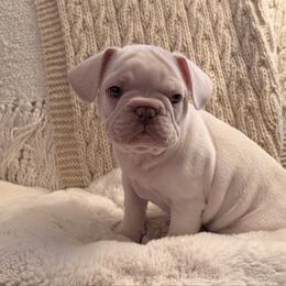Otto AKC - Cream male French Bulldog puppy in Hudsonville, Michigan from Willow Farm