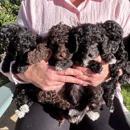 Goldendoodle Puppies from Our Darling Doodles