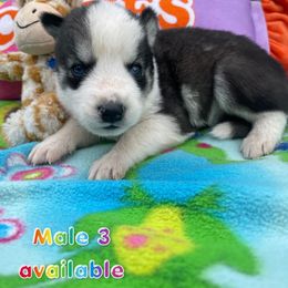 Siberian Husky Puppies from Siberian Huskies-Beckham the Great