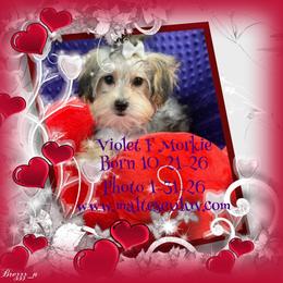 Violet F Morkie - female Morkie puppy in Silverhill, Alabama from Malteseuluv’s Tiny Treasurers