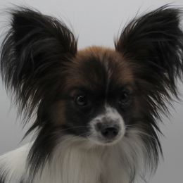 Bit - Papillon