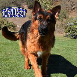 TRUST - German Shepherd