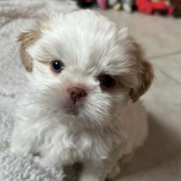Shih Tzu Puppies from Prescious Shih Tzu’s