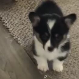 Border Collies, Dachshunds, and Pembroke Welsh Corgis from Divine Dogs