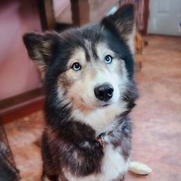 Bonnie - Siberian Husky