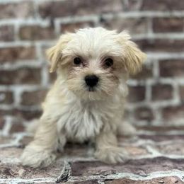 Teddy bear AJ - Cream male Yorkipoo puppy in Las Vegas, Nevada from Quality Poms and Yorkshire Terriers of Las vegas