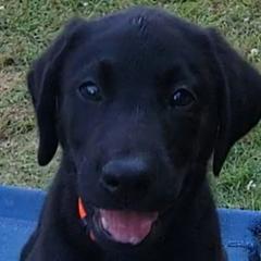 Boy 5 - Labrador Retriever puppy in Honea Path, South Carolina from Cedar Ridge Retrievers