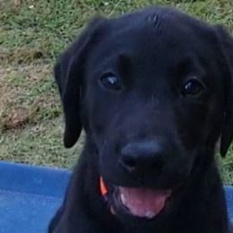 Boy 5 - Labrador Retriever puppy in Honea Path, South Carolina from Cedar Ridge Retrievers