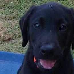 Boy 5 - Labrador Retriever puppy in Honea Path, South Carolina from Cedar Ridge Retrievers