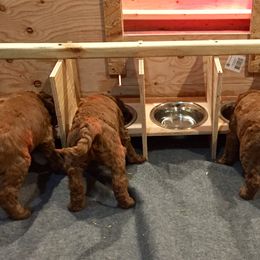 Goldendoodle Puppies from Heartshine Doodles