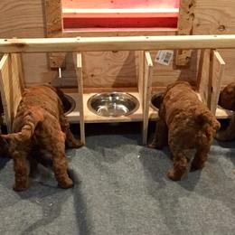 Goldendoodle Puppies from Heartshine Doodles