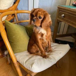 Archie - Cavalier King Charles Spaniel