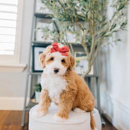 Dolly - Red female Bernedoodle puppy in Murray, Utah from Sun Valley Doodles