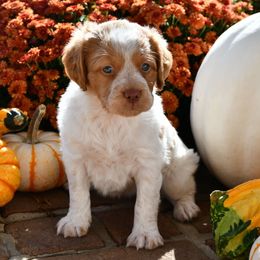 Roux - Orange roan female Brittany puppy in Hollidaysburg, Pennsylvania from Royal Flush Farms