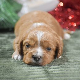 Faye - Red female Cavapoo puppy in Honey Brook, Pennsylvania from Stoltzfus Family Puppies (license number 18844)