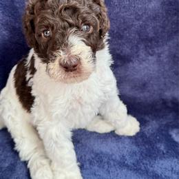 Tribute - Parti female Goldendoodle puppy in Mc Kinney, Texas from Flair Doodles